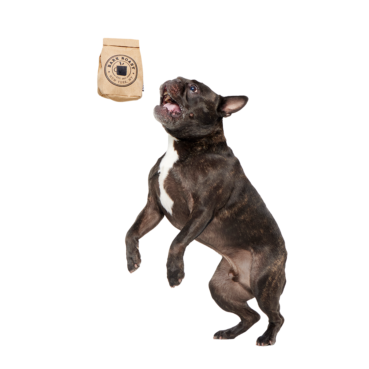 Jitter Pug Coffee Bean Super Chewer Durable 2-in-1 Dog Toy