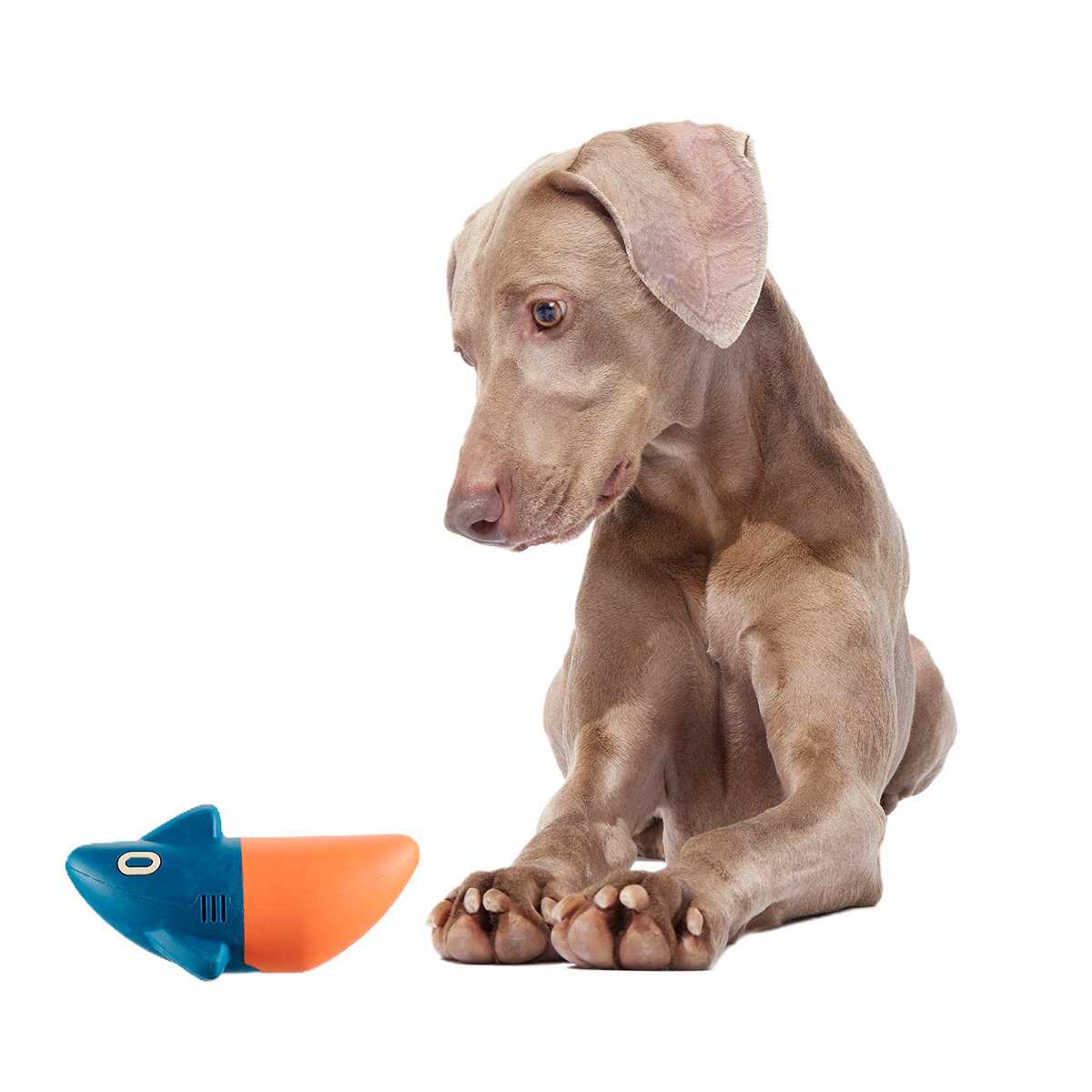 Jump the Shark Super Chewer Durable Fetch Dog Toy