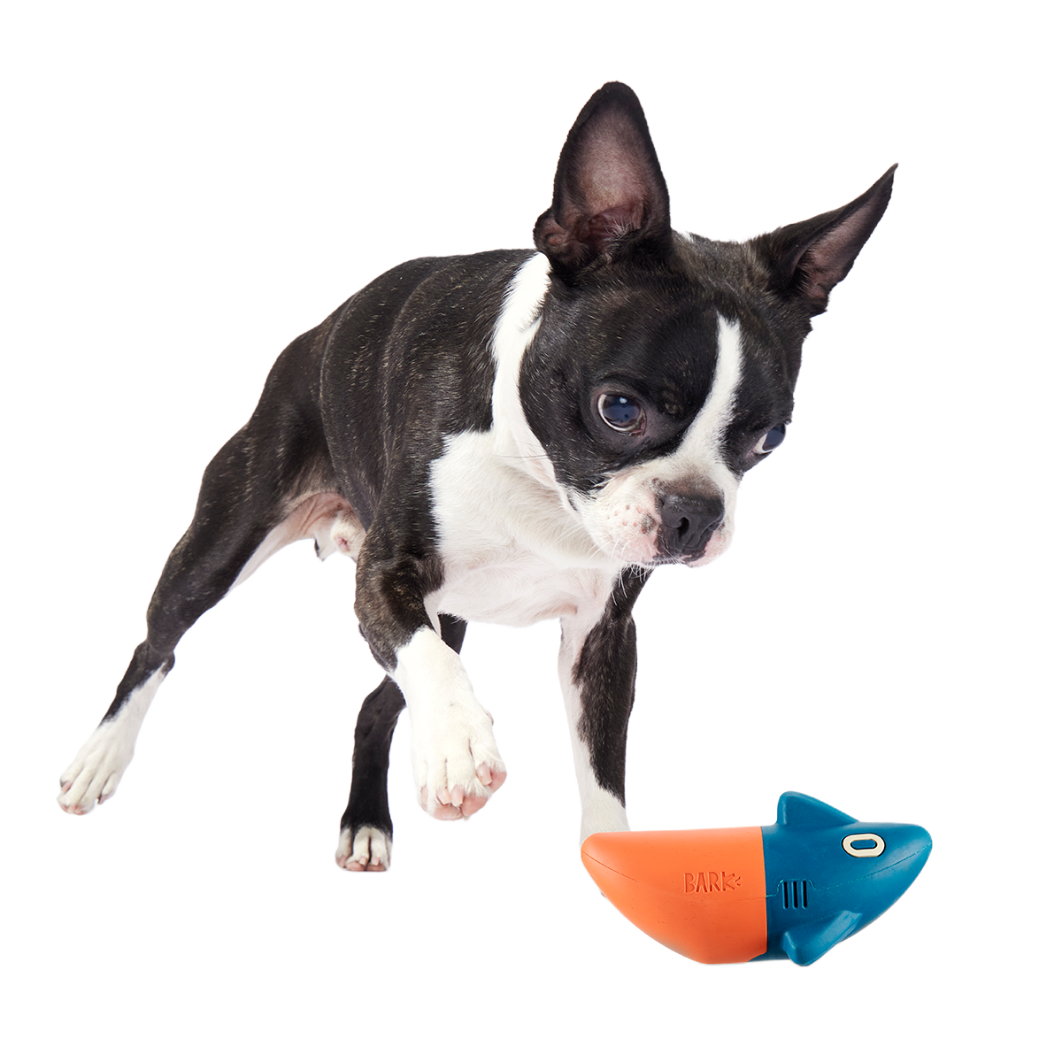 Jump the Shark Super Chewer Durable Fetch Dog Toy