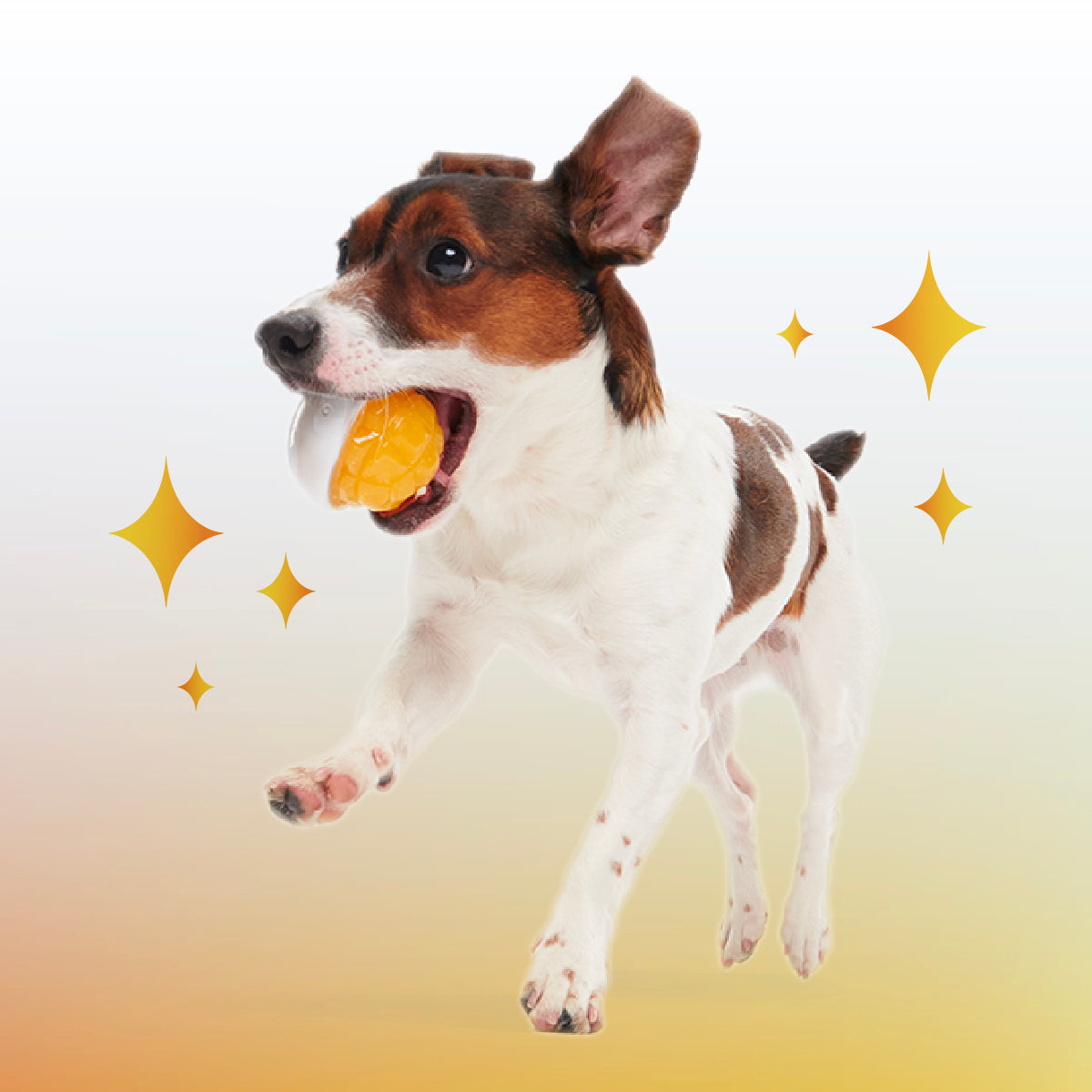 Crystal of the Month Club, Super Chewer Durable Monthly Dog Toys