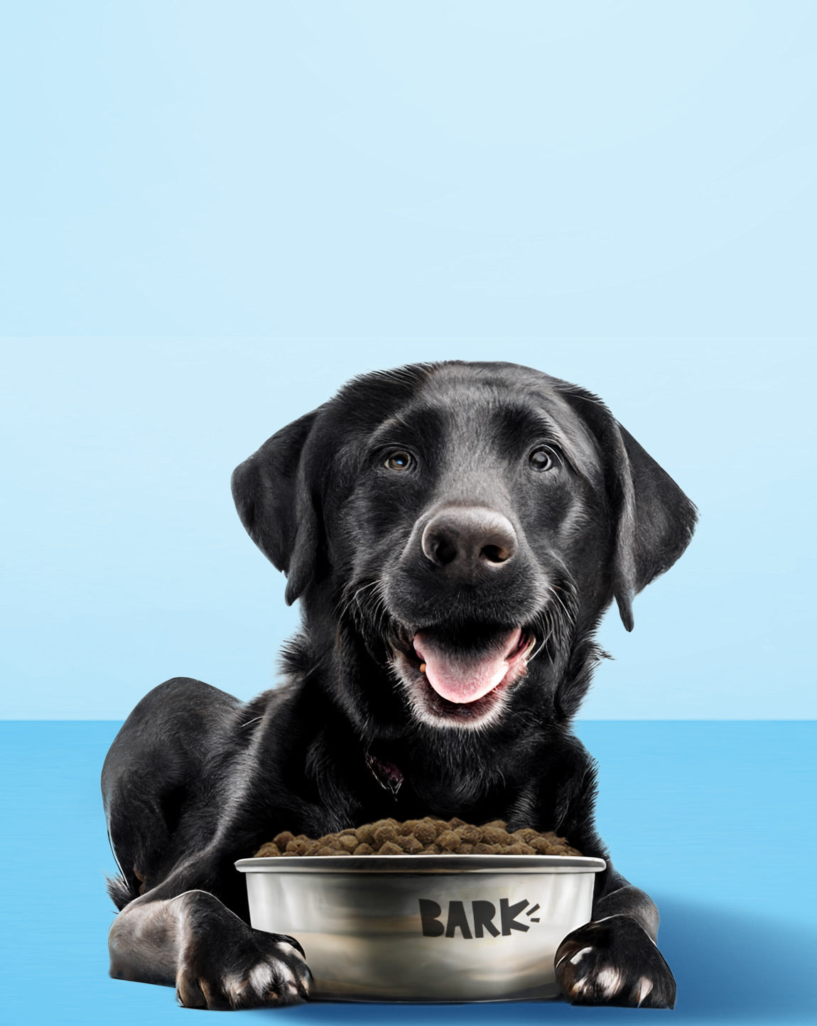 Dog food for labrador sale