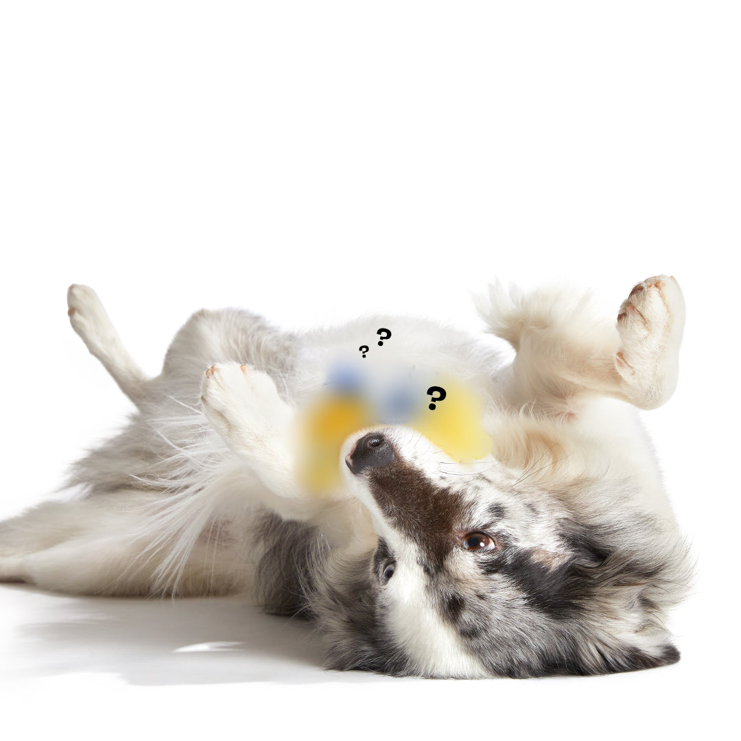 Secret Monster Club, Super Chewer Durable 2-in-1 Rip and Reveal Monthly Dog Toys