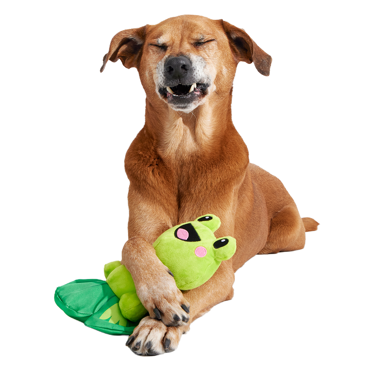 Lily Pal Plush Tug Dog Toy