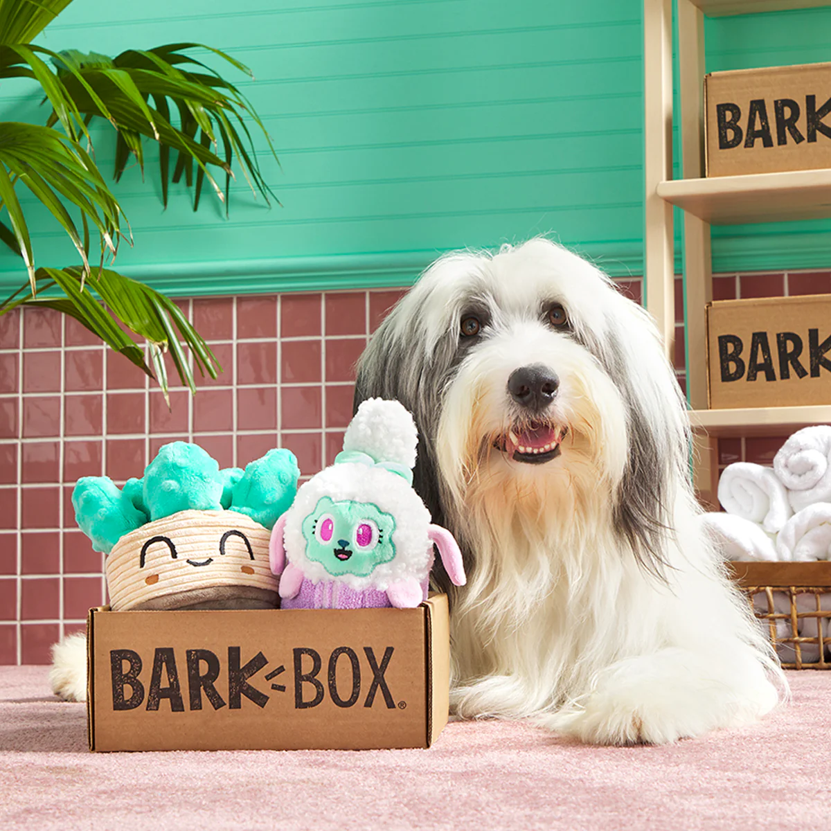 BarkBox + Free Paw Blanket: 6 Month Subscription