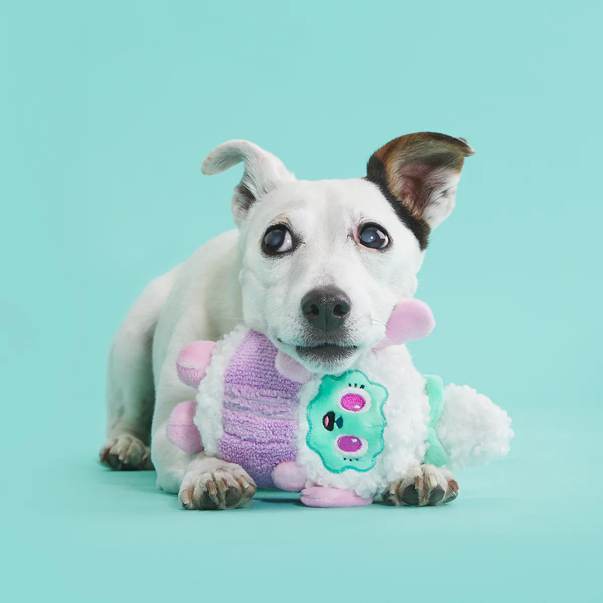 BarkBox + Free Paw Blanket: 12 Month Subscription