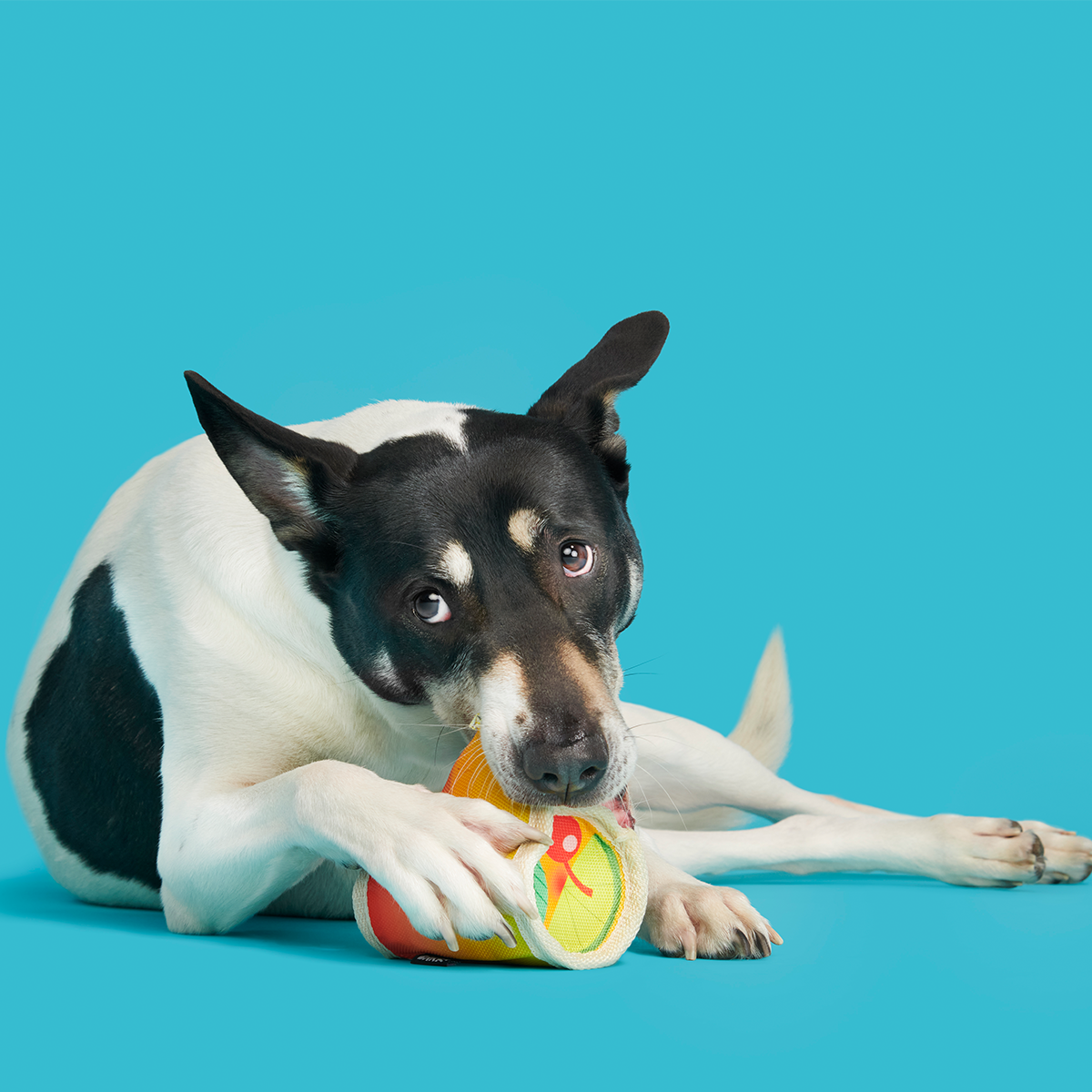Mai Toy Super Chewer Durable 2-in-1 + Enrichment Dog Toy