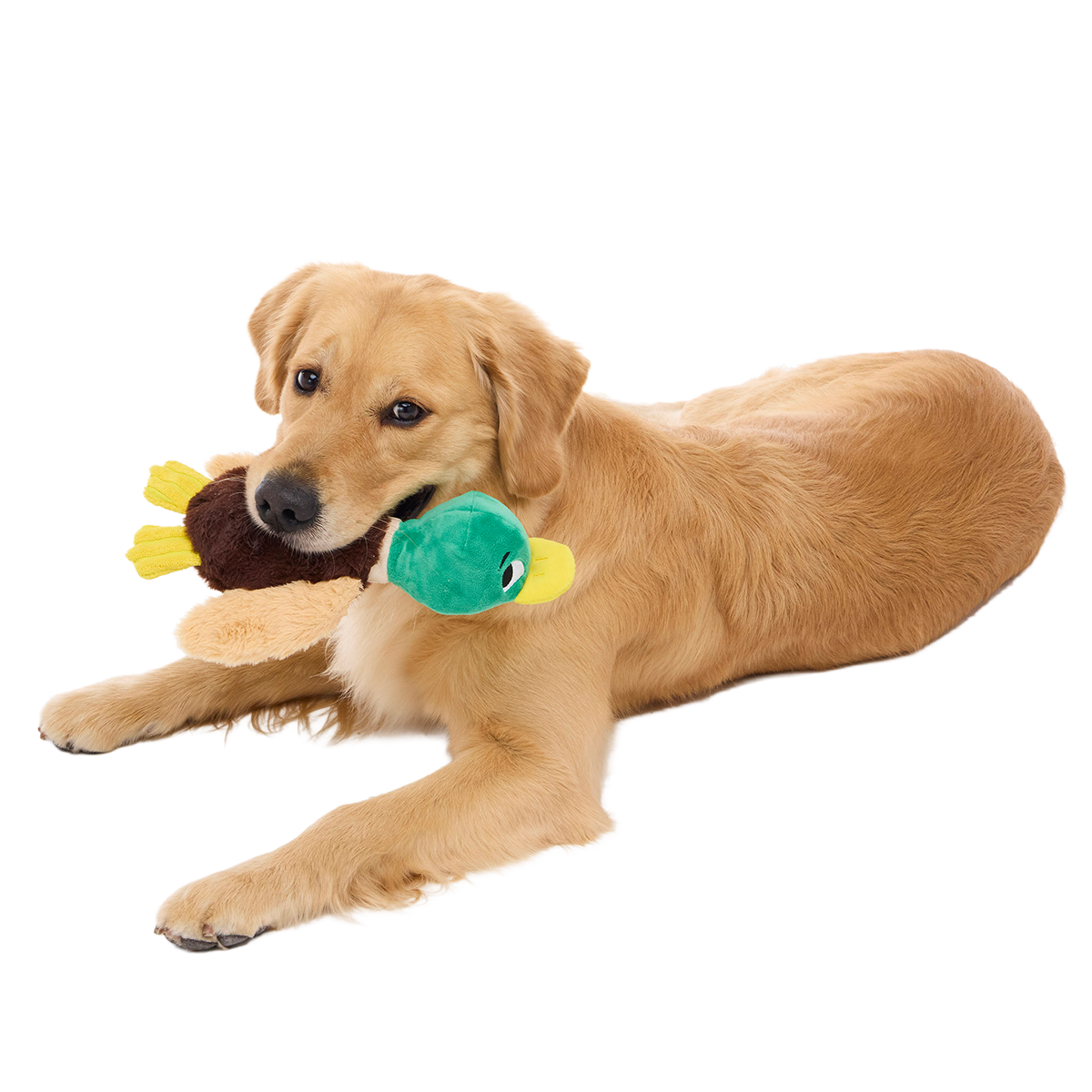 Mal R. Duck Plush Tug Dog Toy