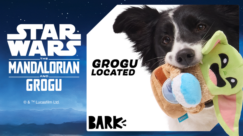 Dog Joy  Delivered  Every Month