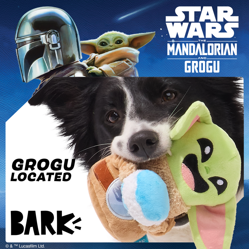 Dog Joy  Delivered  Every Month