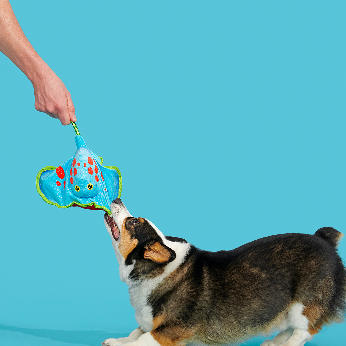 Manny Ray Plush Tug Dog Toy
