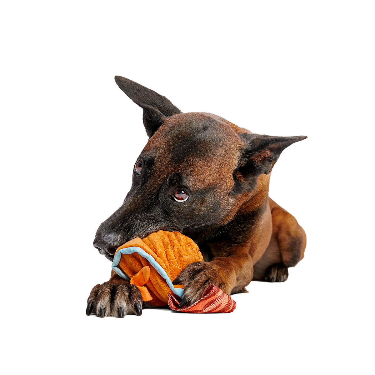 Cocktail Club, Plush Cocktail Monthly Dog Toys