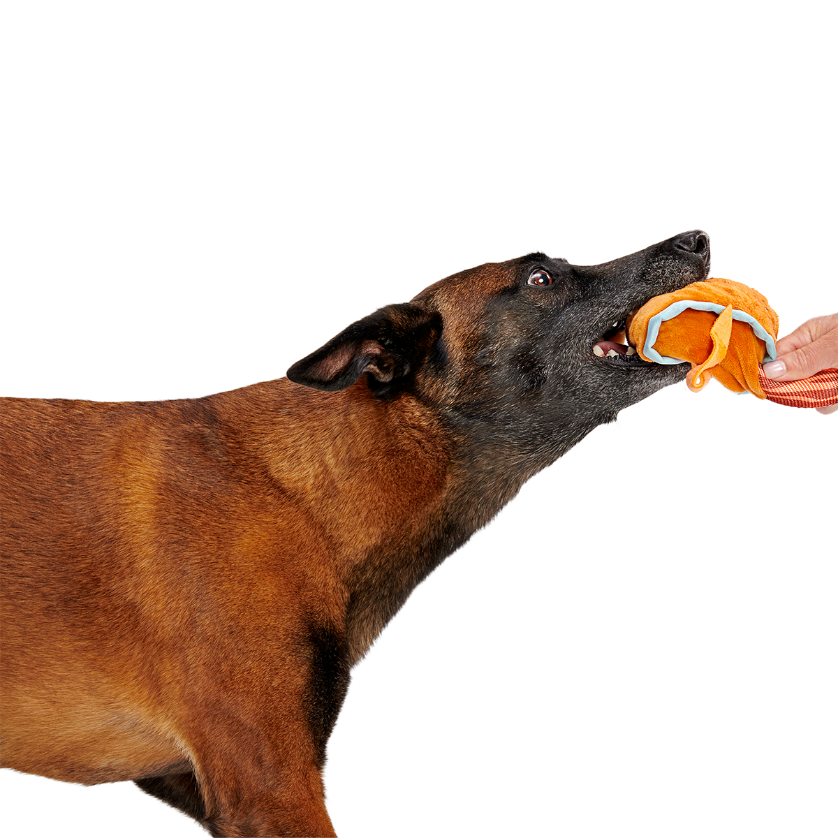 Cocktail Club, Plush Cocktail Monthly Dog Toys