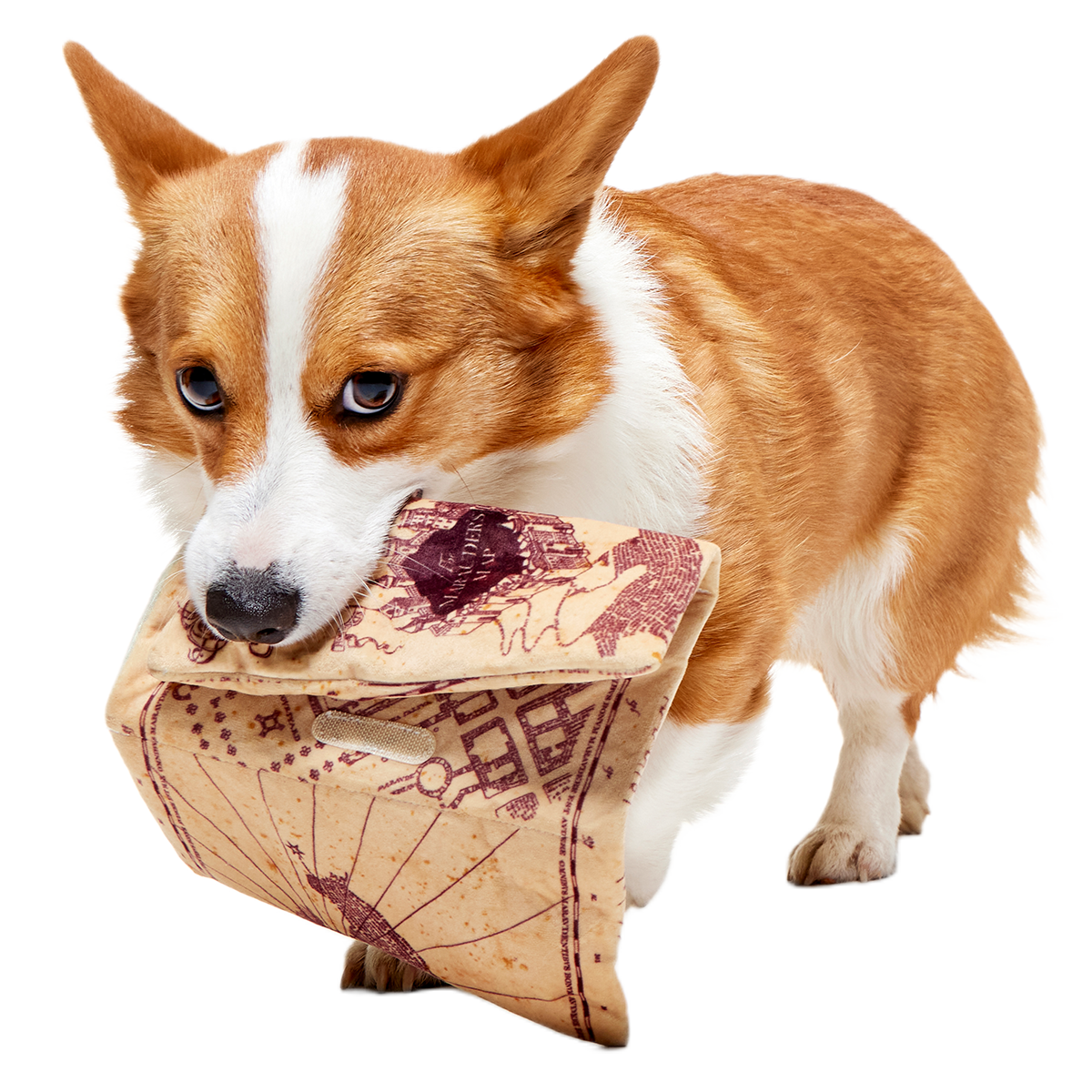 Marauder’s Map™ Plush Tug Dog Toy