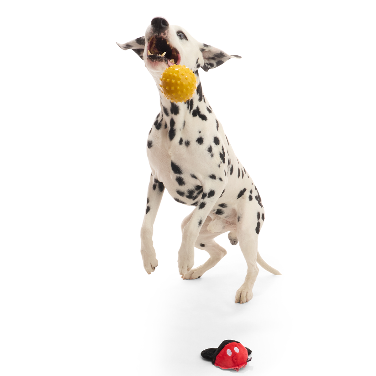 Mickey Mouse Ball Super Chewer Durable 2-in-1 + Fetch Dog Toy