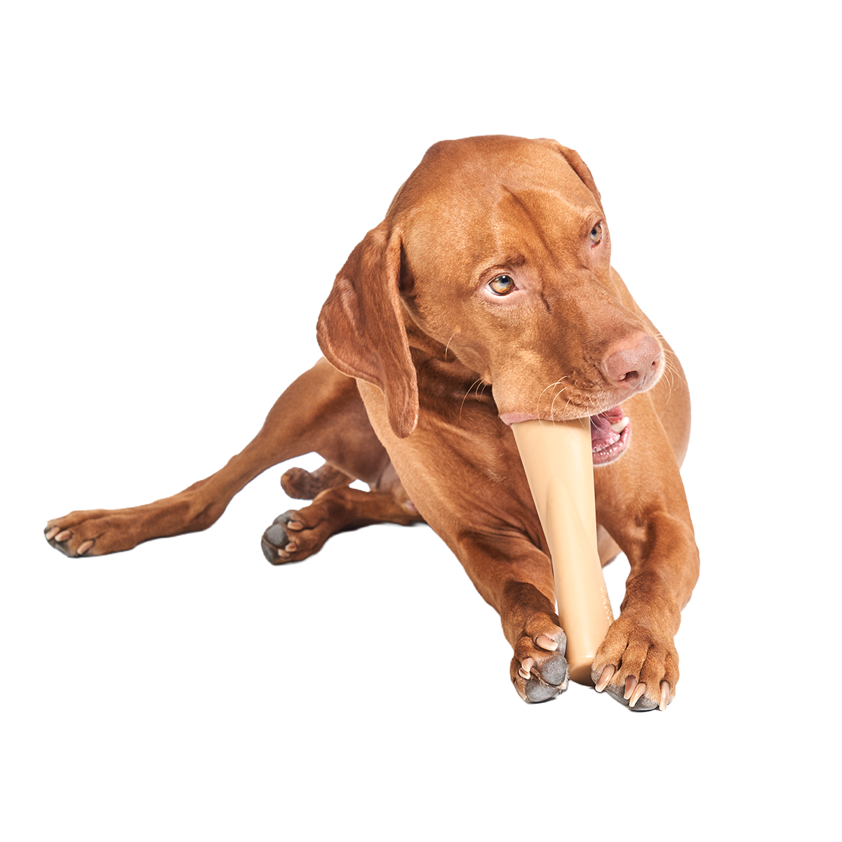 Mighty Bone Super Chewer Durable Gnaw Dog Toy