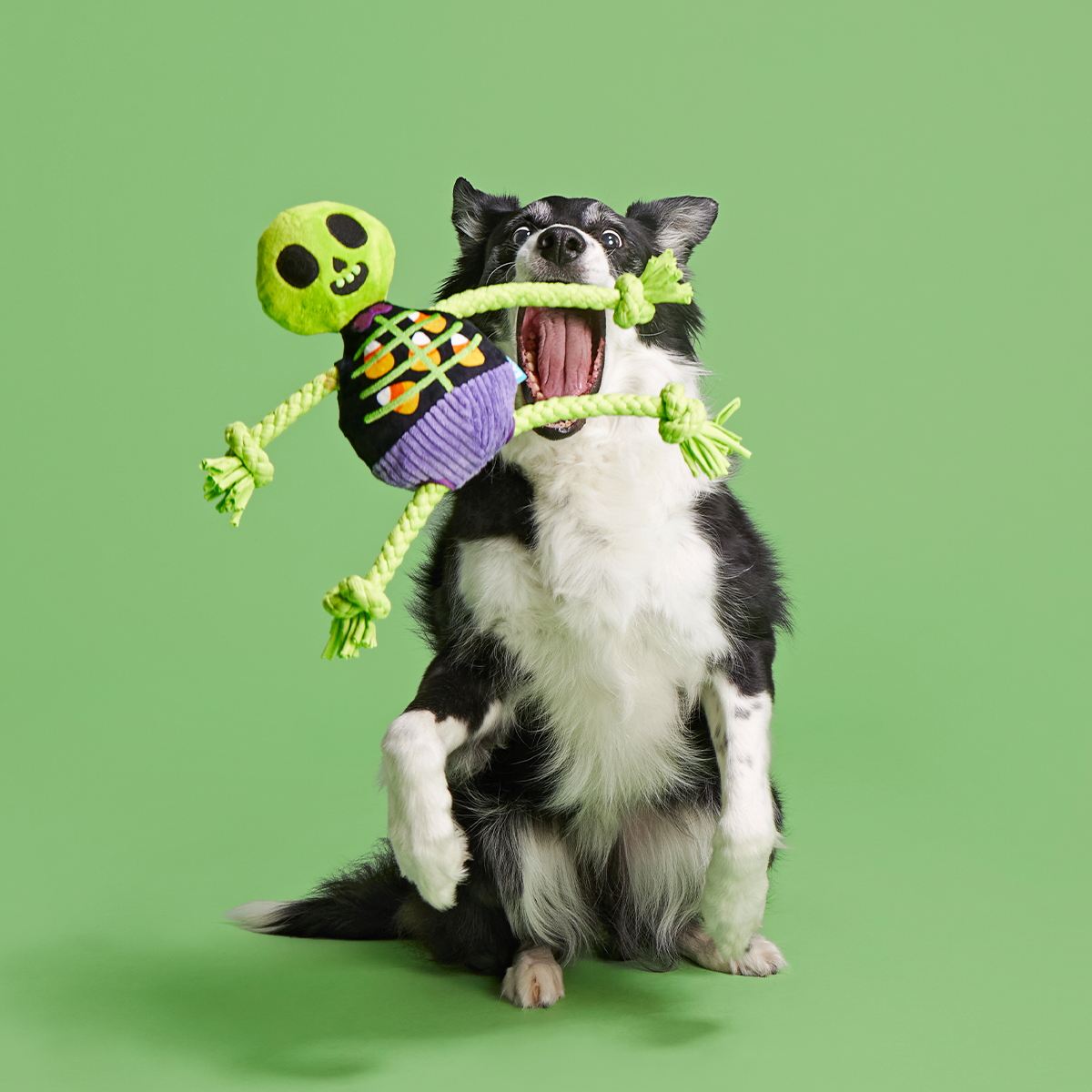 Moldy Barry Bones Plush Tug Dog Toy