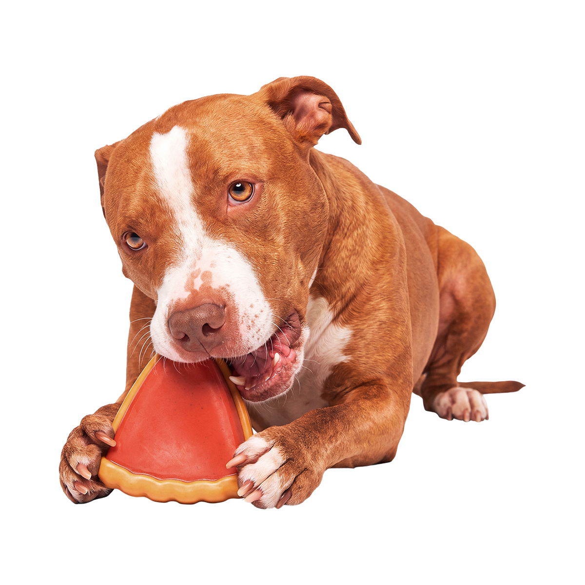 Mutter Pecan Pie Super Chewer Durable Gnaw Dog Toy