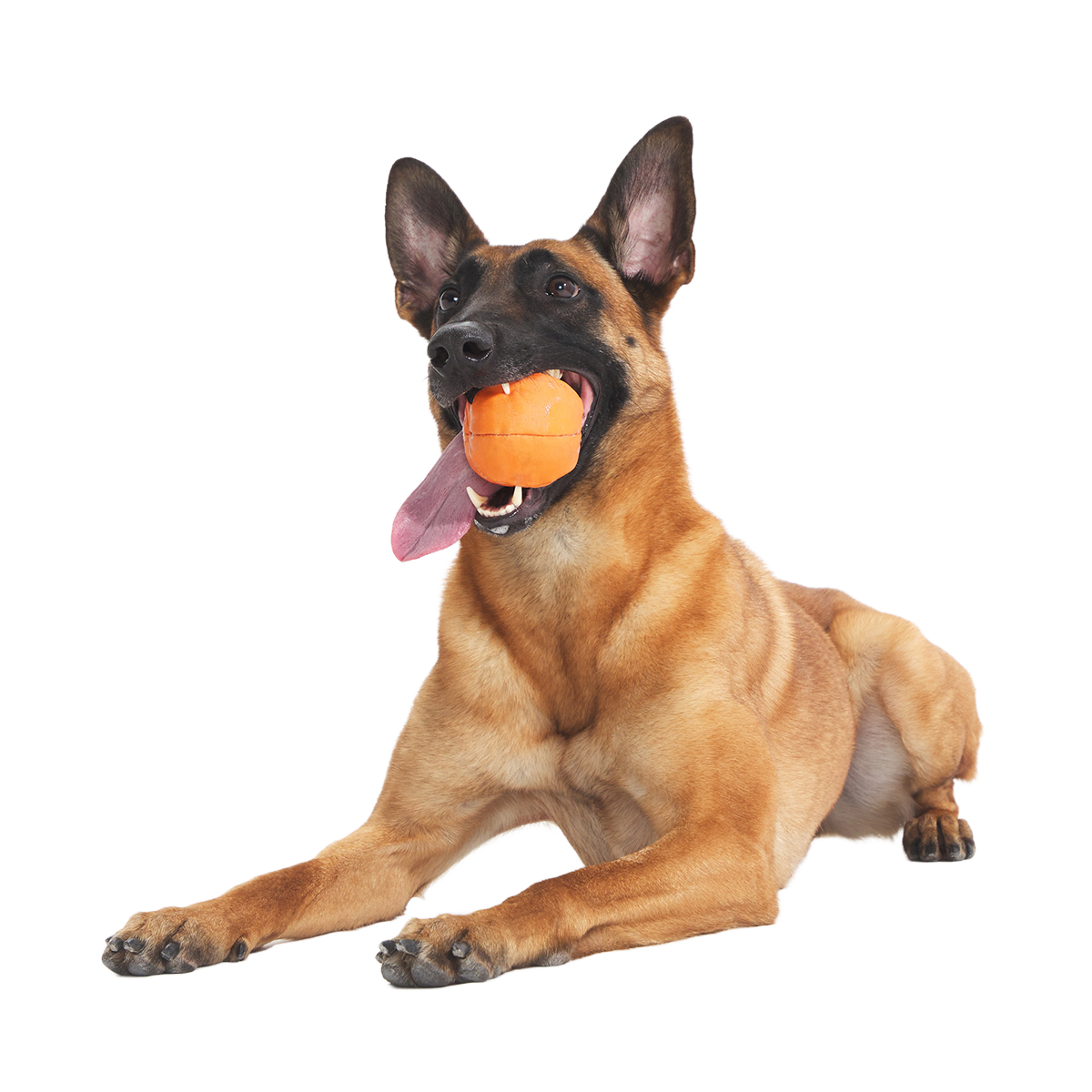 Orange Crush Super Chewer Durable 2-in-1 + Fetch Dog Toy