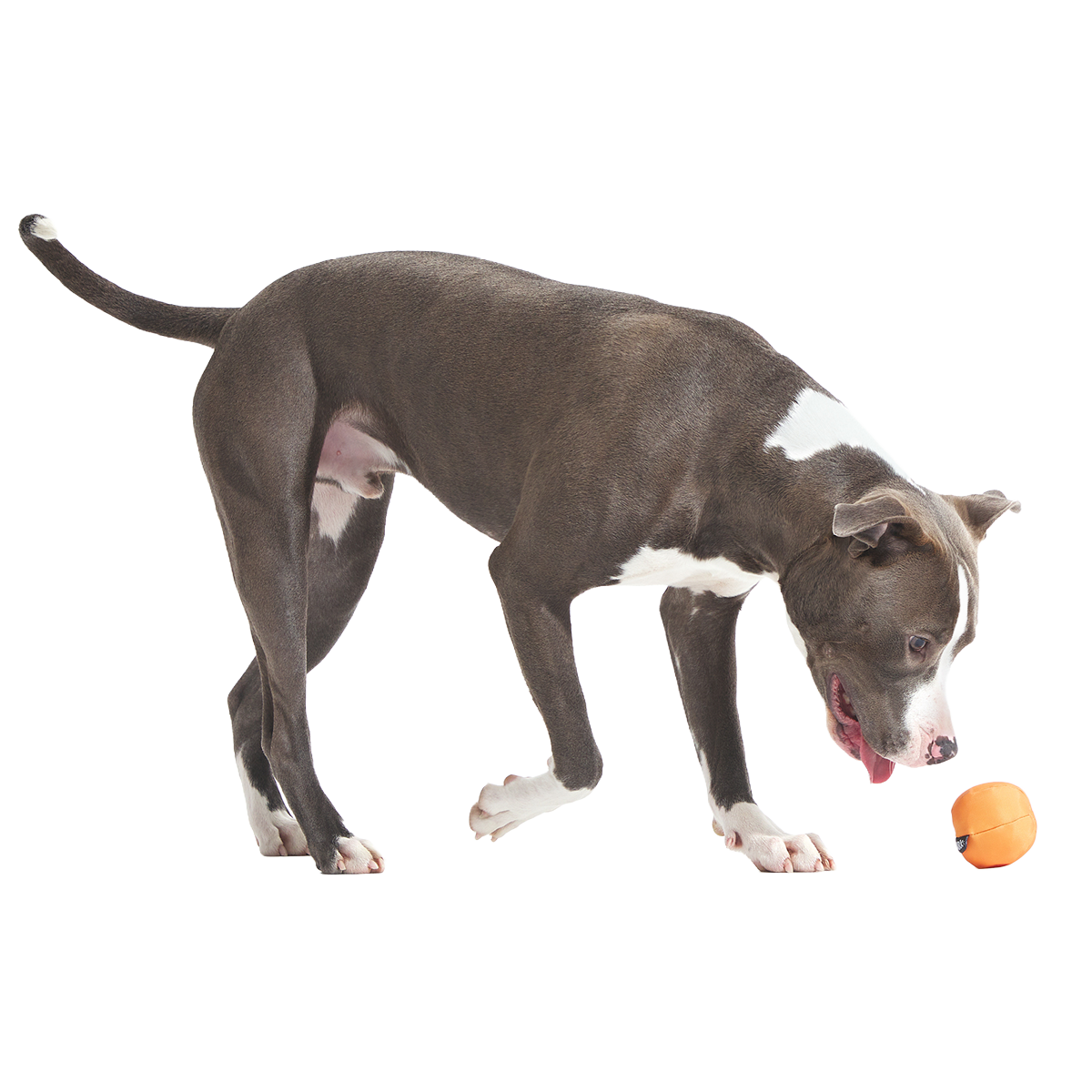 Orange Crush Super Chewer Durable 2-in-1 + Fetch Dog Toy