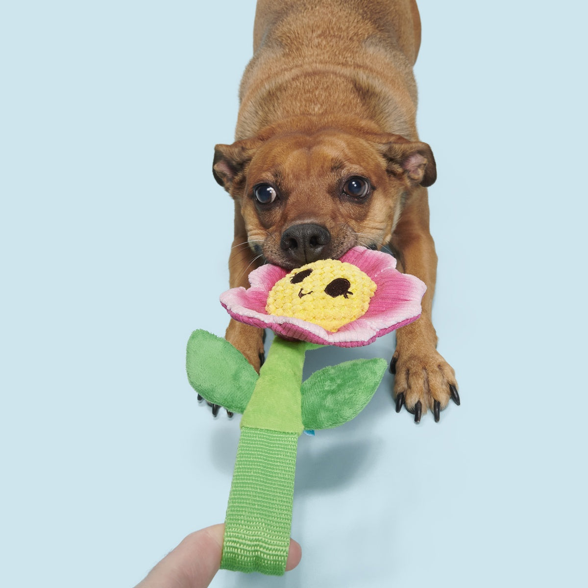 Penny Pechewnia Plush Tug Dog Toy