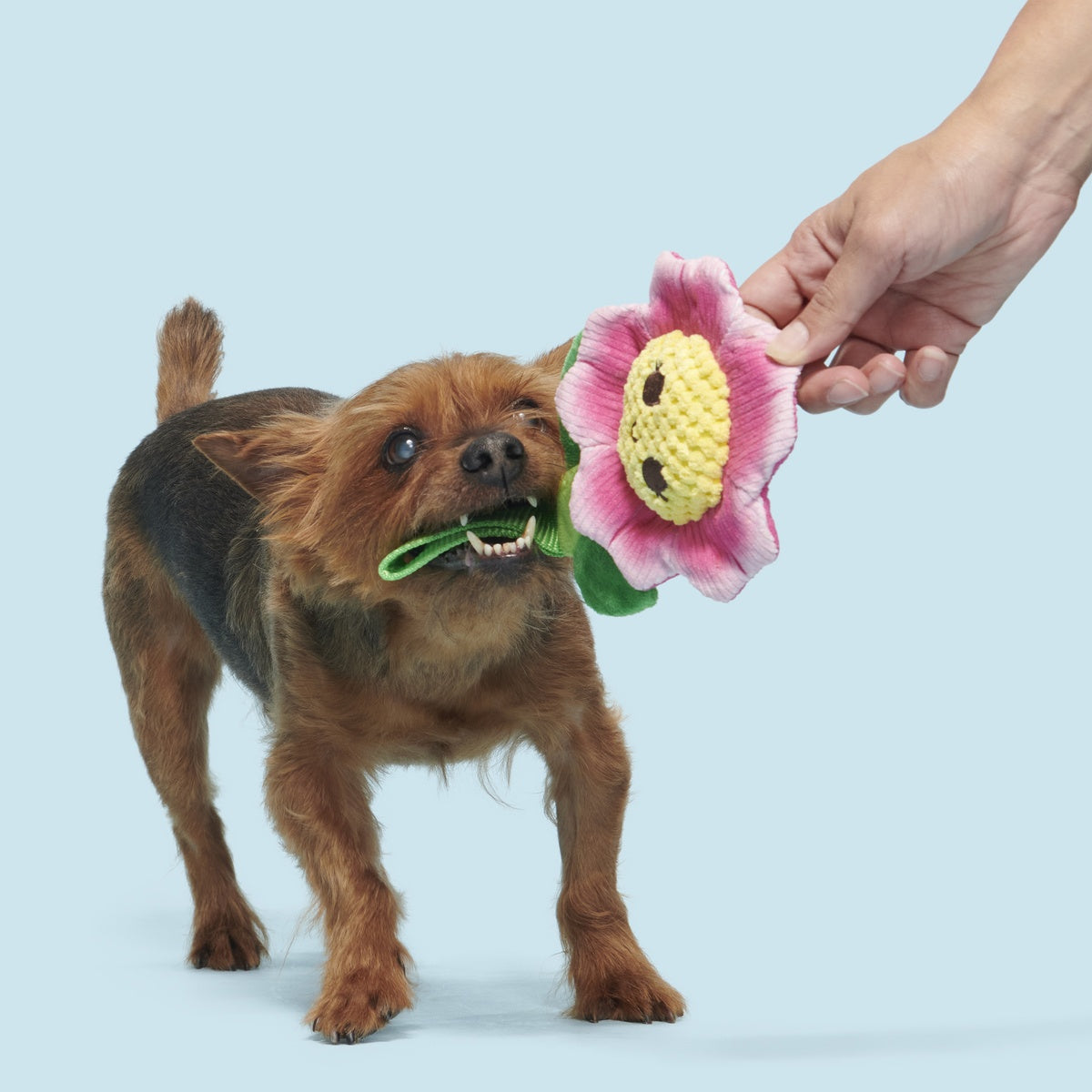 Penny Pechewnia Plush Tug Dog Toy
