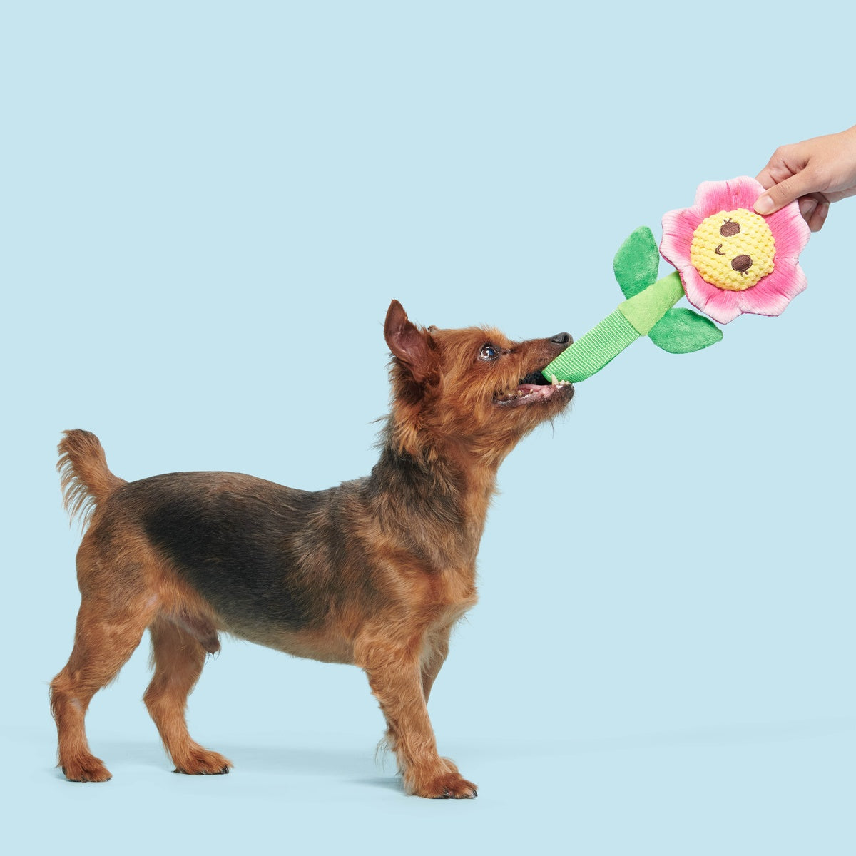 Penny Pechewnia Plush Tug Dog Toy