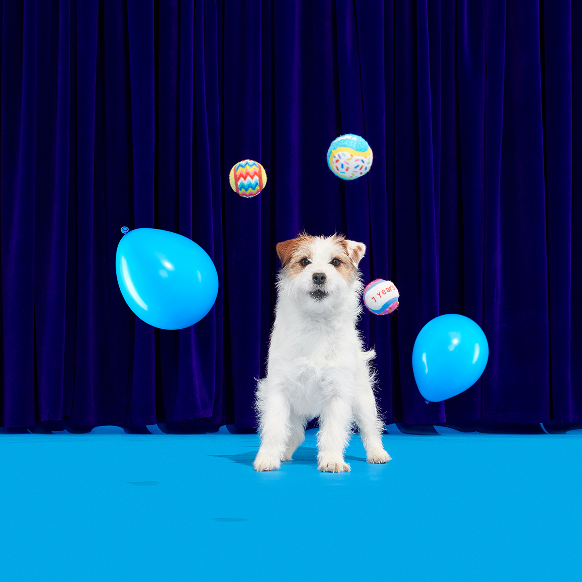 Party Fetchers Plush Multi-Part Fetch Dog Toy