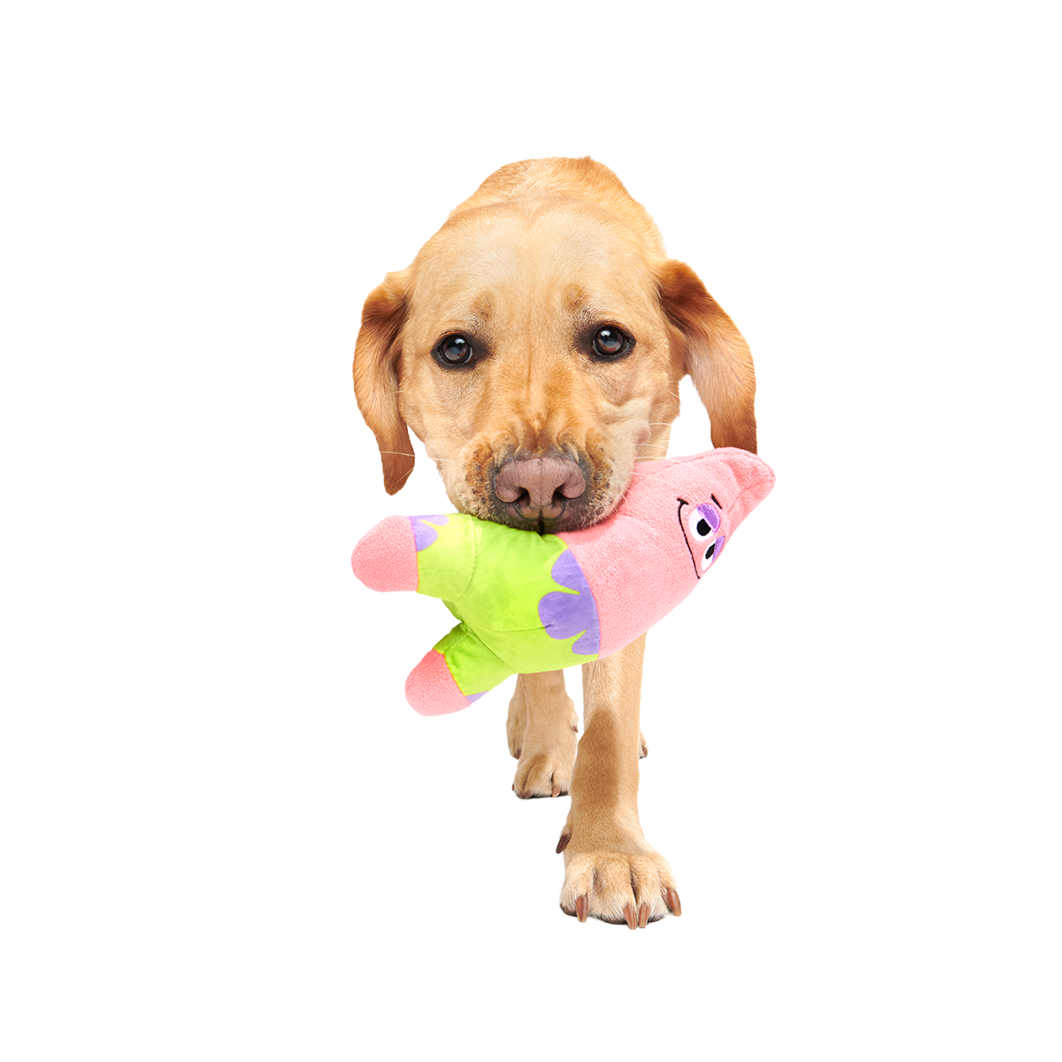 Patrick’s Squeakret Talent Plush 2-in-1 Dog Toy