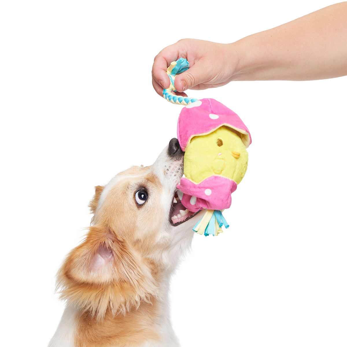 Peep-A-Bird Plush Tug Dog Toy