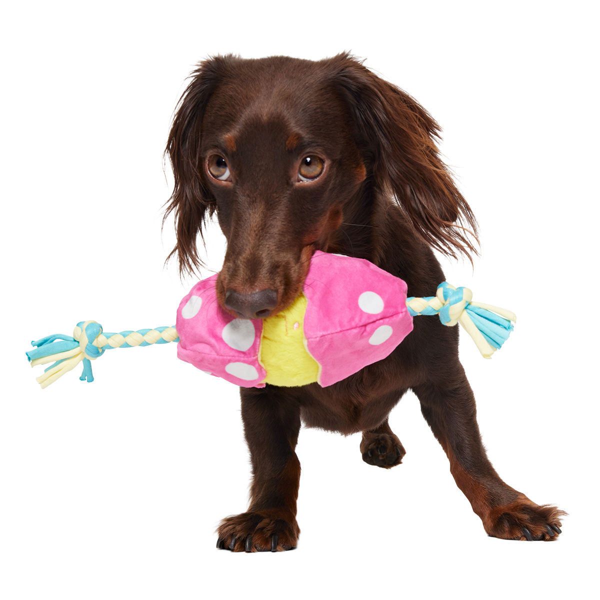 Peep-A-Bird Plush Tug Dog Toy