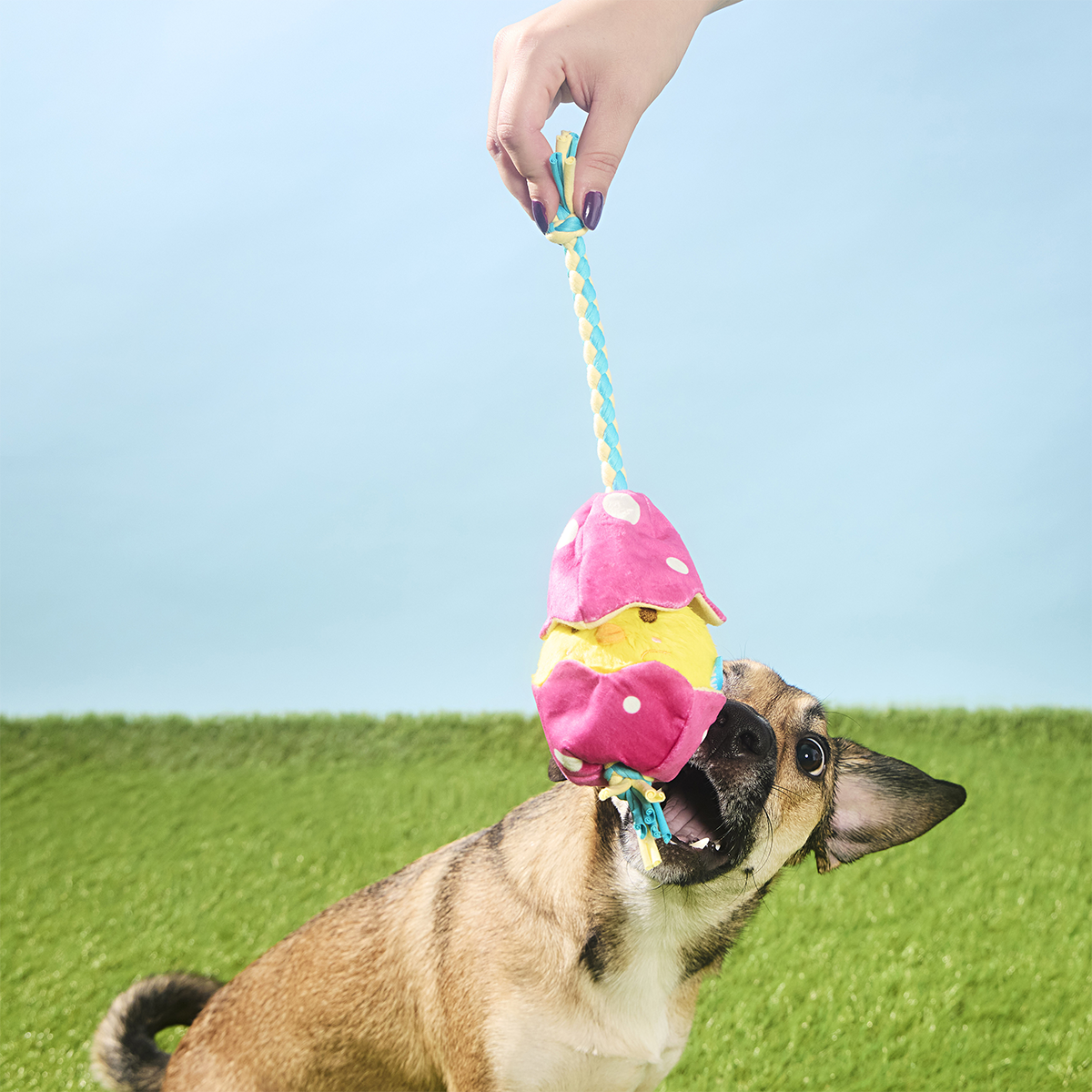 Peep-A-Bird Plush Tug Dog Toy