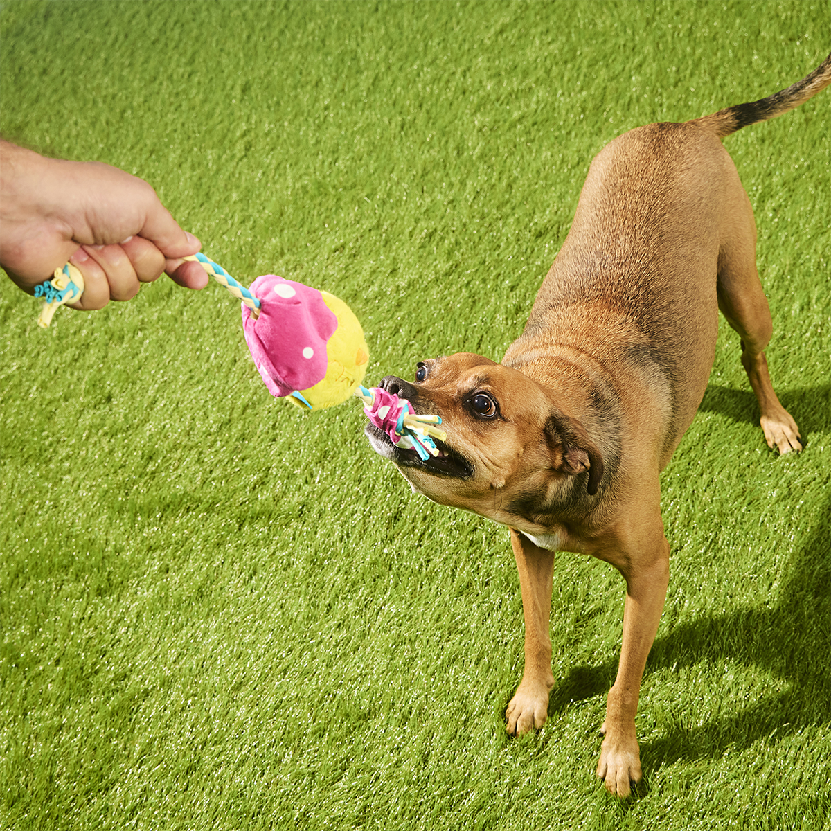Peep-A-Bird Plush Tug Dog Toy