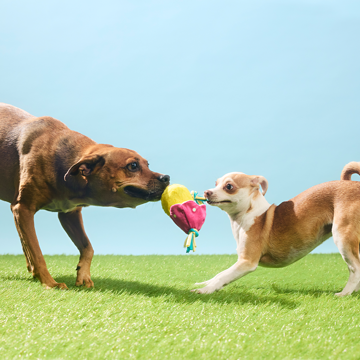 Peep-A-Bird Plush Tug Dog Toy