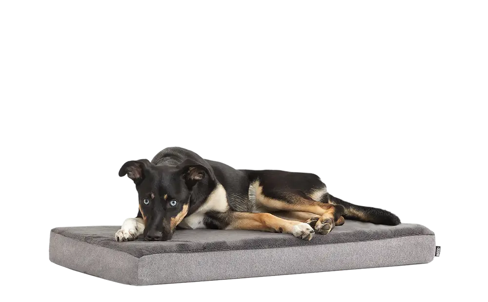 Dog Bed