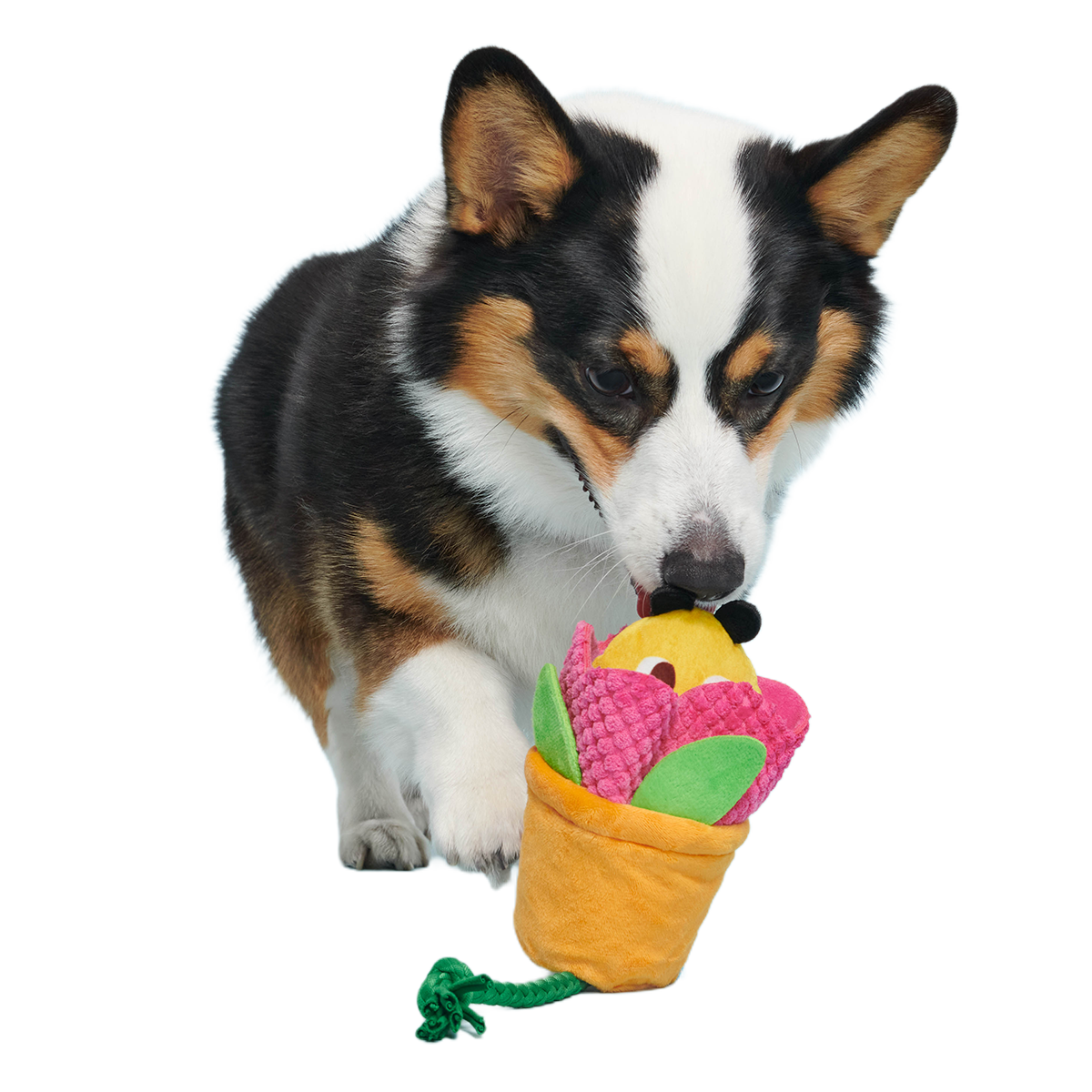 Pollen Nate Plush Tug + Fetch Dog Toy