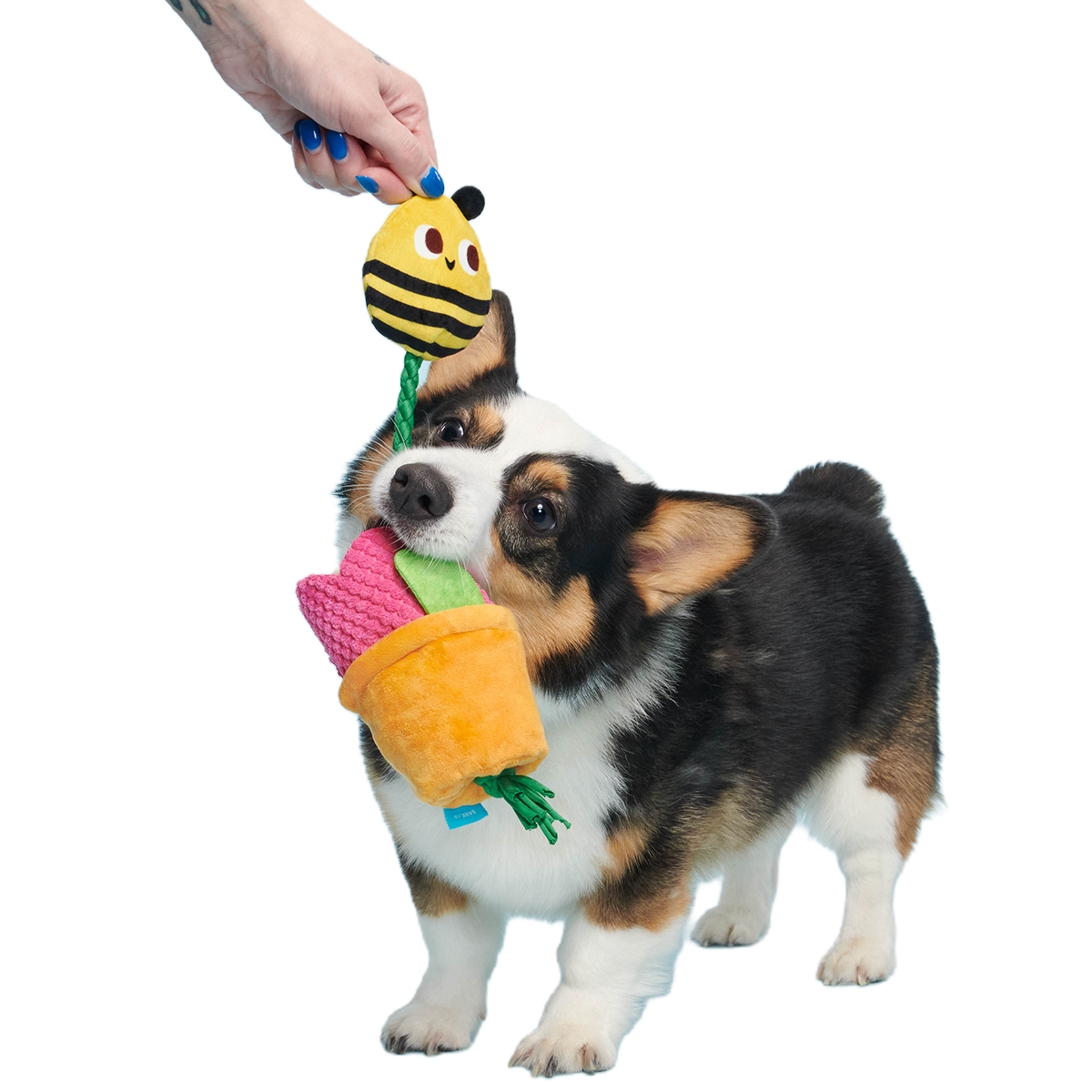 Pollen Nate Plush Tug + Fetch Dog Toy