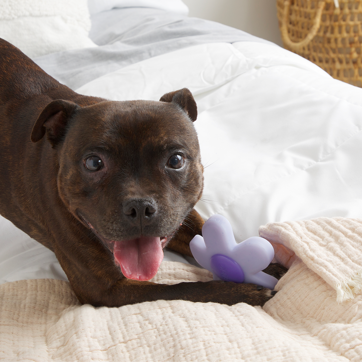 Power Flower Super Chewer Durable Gnaw Dog Toy