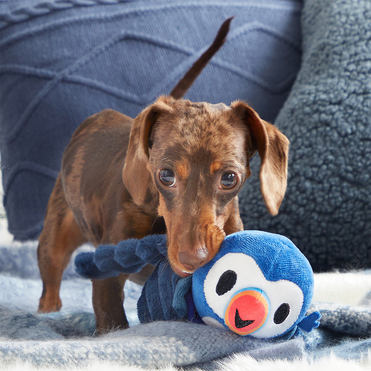 Puffer Puffin Plush Multi-Part + Enrichment Dog Toy