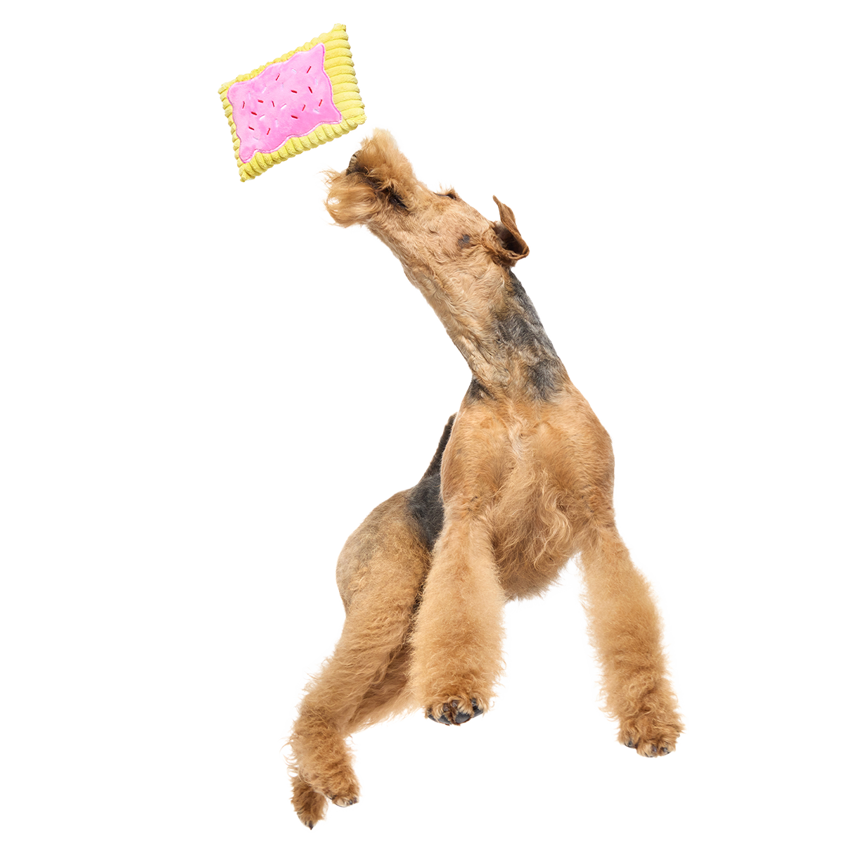 Pup Tart Plush Tug Dog Toy