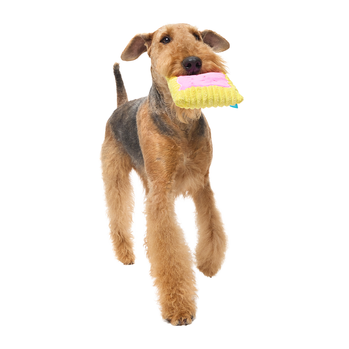 Pup Tart Plush Tug Dog Toy