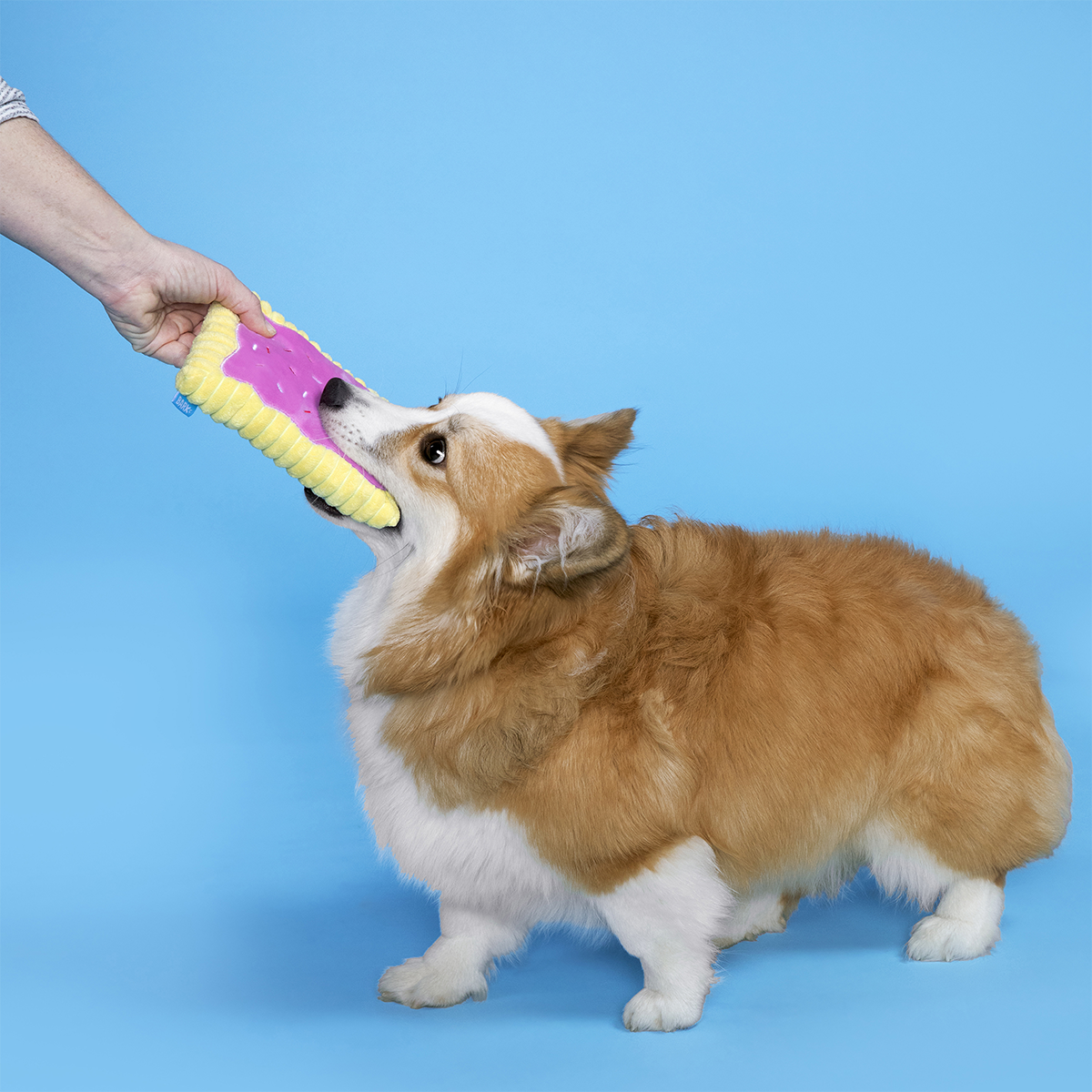 Pup Tart Plush Tug Dog Toy