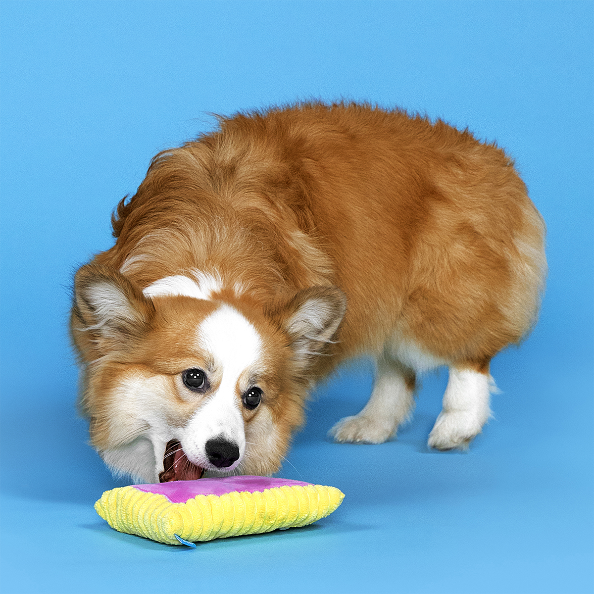 Pup Tart Plush Tug Dog Toy