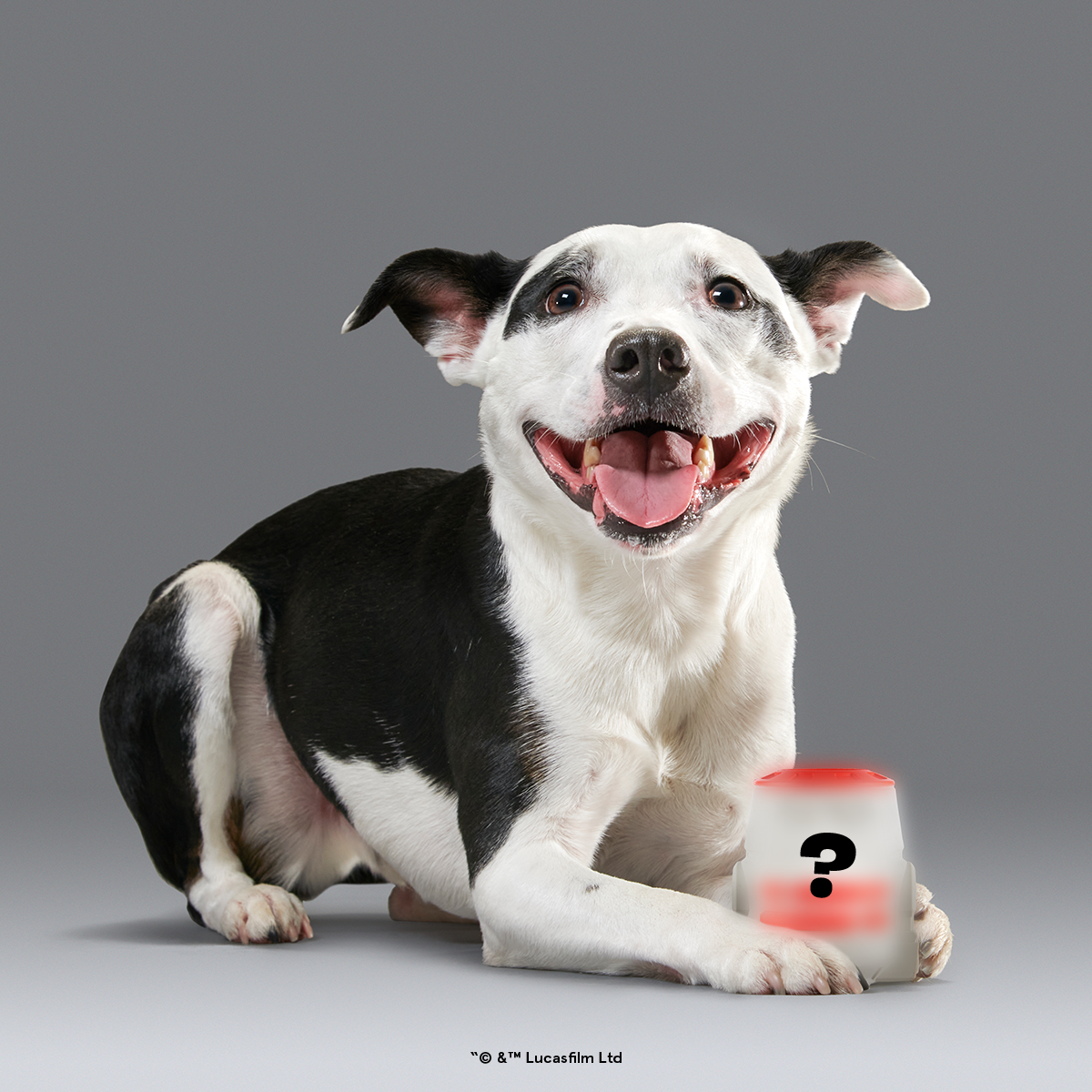 Star Wars™ Droid Smugglers Club, Super Chewer Durable Monthly Dog Toys