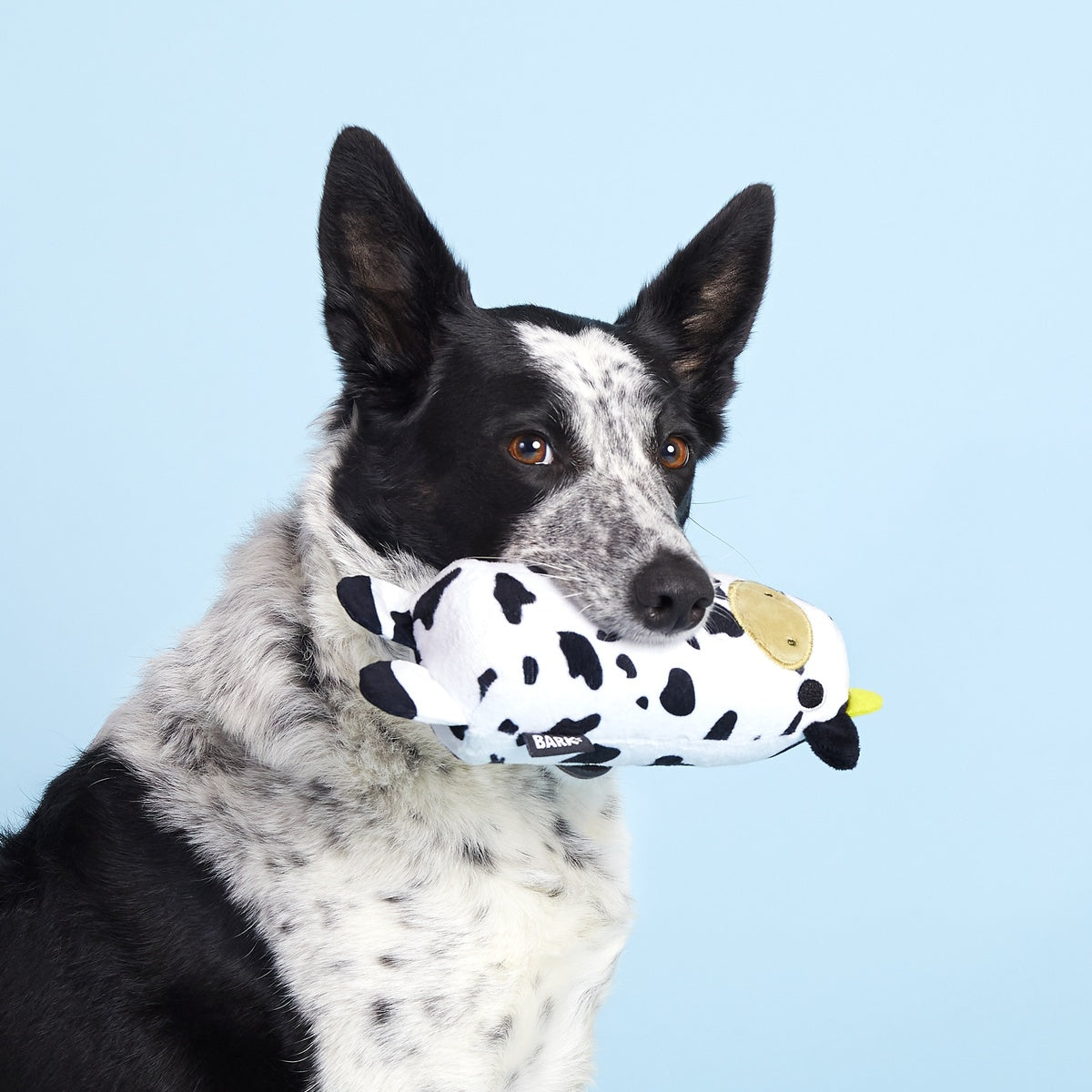 Mad Cow Super Chewer Durable 2-in-1 Dog Toy – BARK