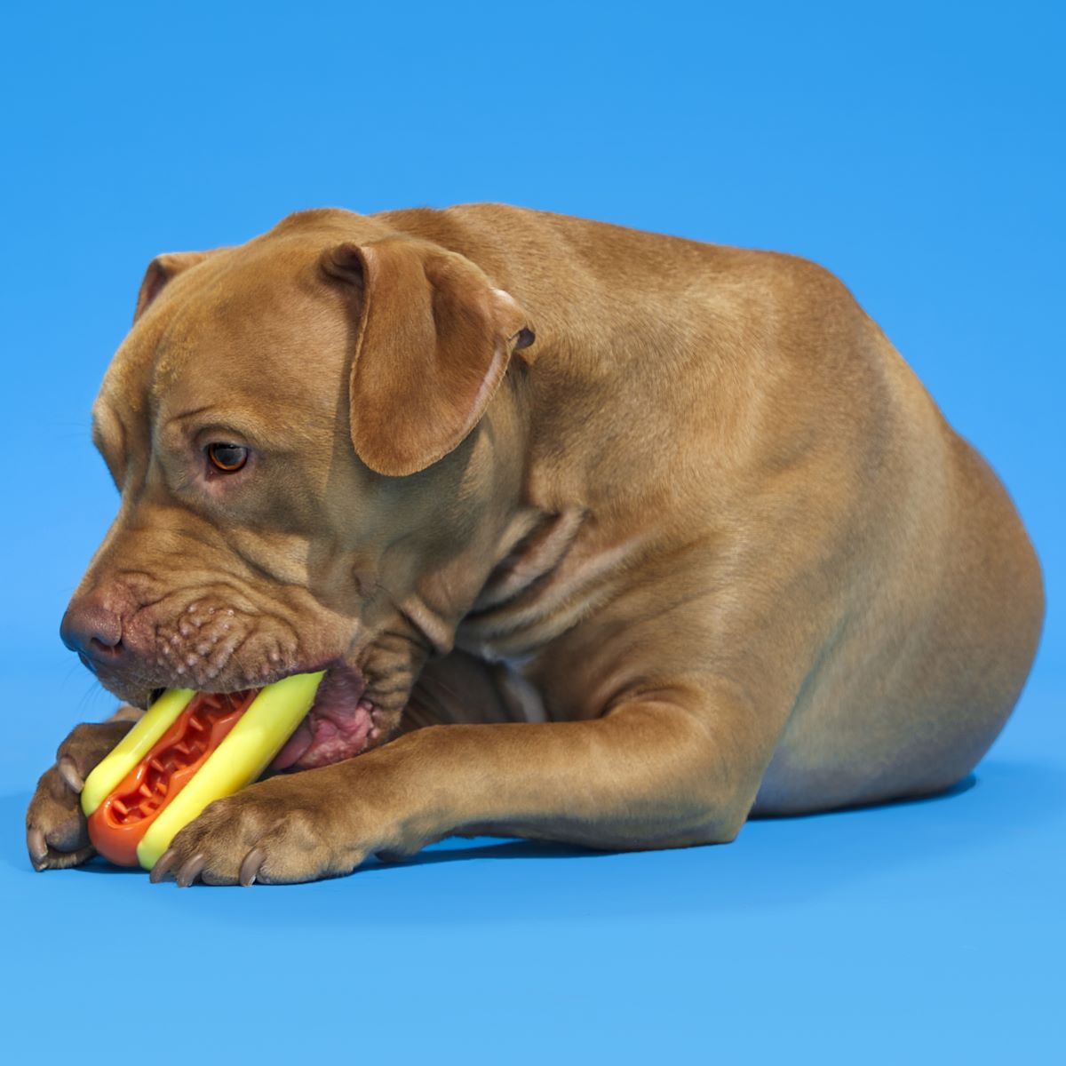 Treat Meat Hotdog Super Chewer Durable Enrichment Dog Toy – BARK
