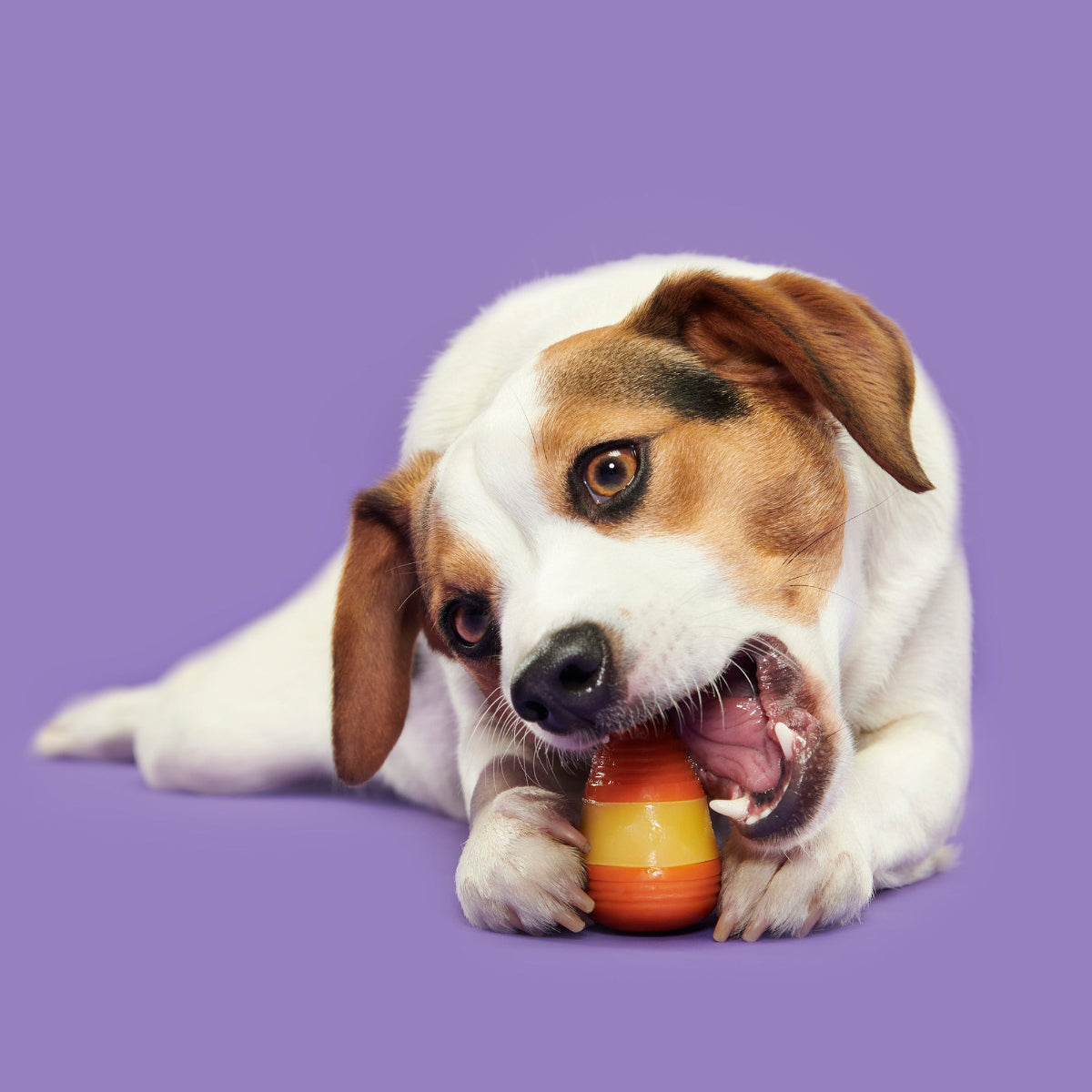 Canine Corn Super Chewer Durable Gnaw + Enrichment Dog Toy