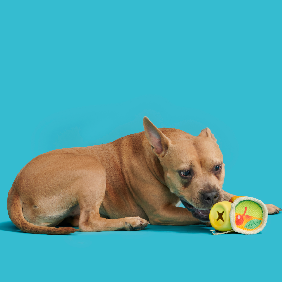 Mai Toy Super Chewer Durable 2-in-1 + Enrichment Dog Toy