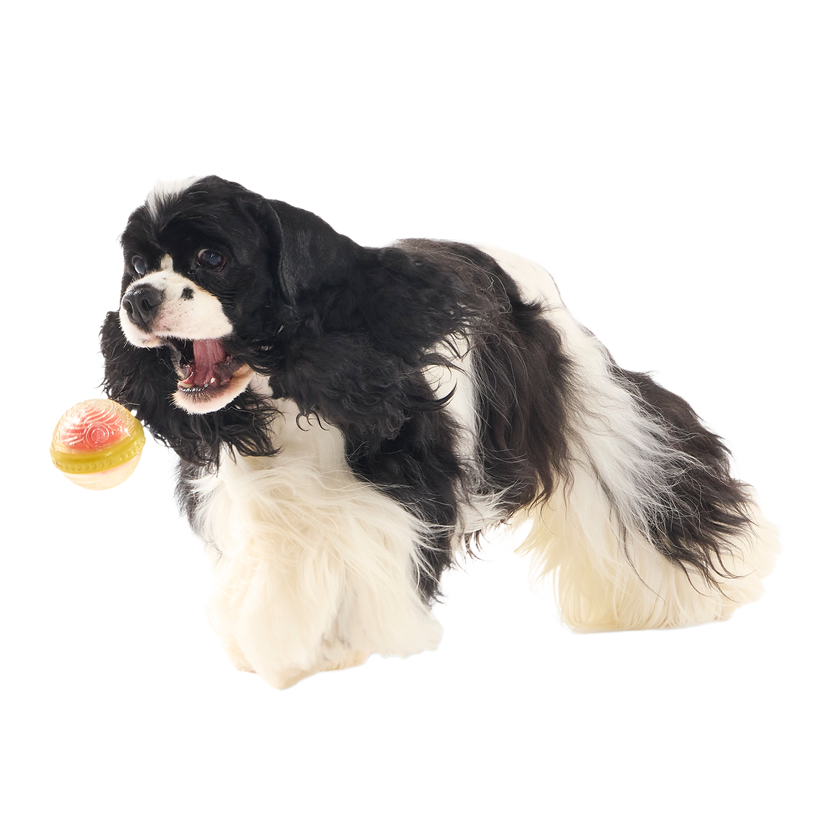 Remembrall™ Super Chewer Durable Fetch Dog Toy