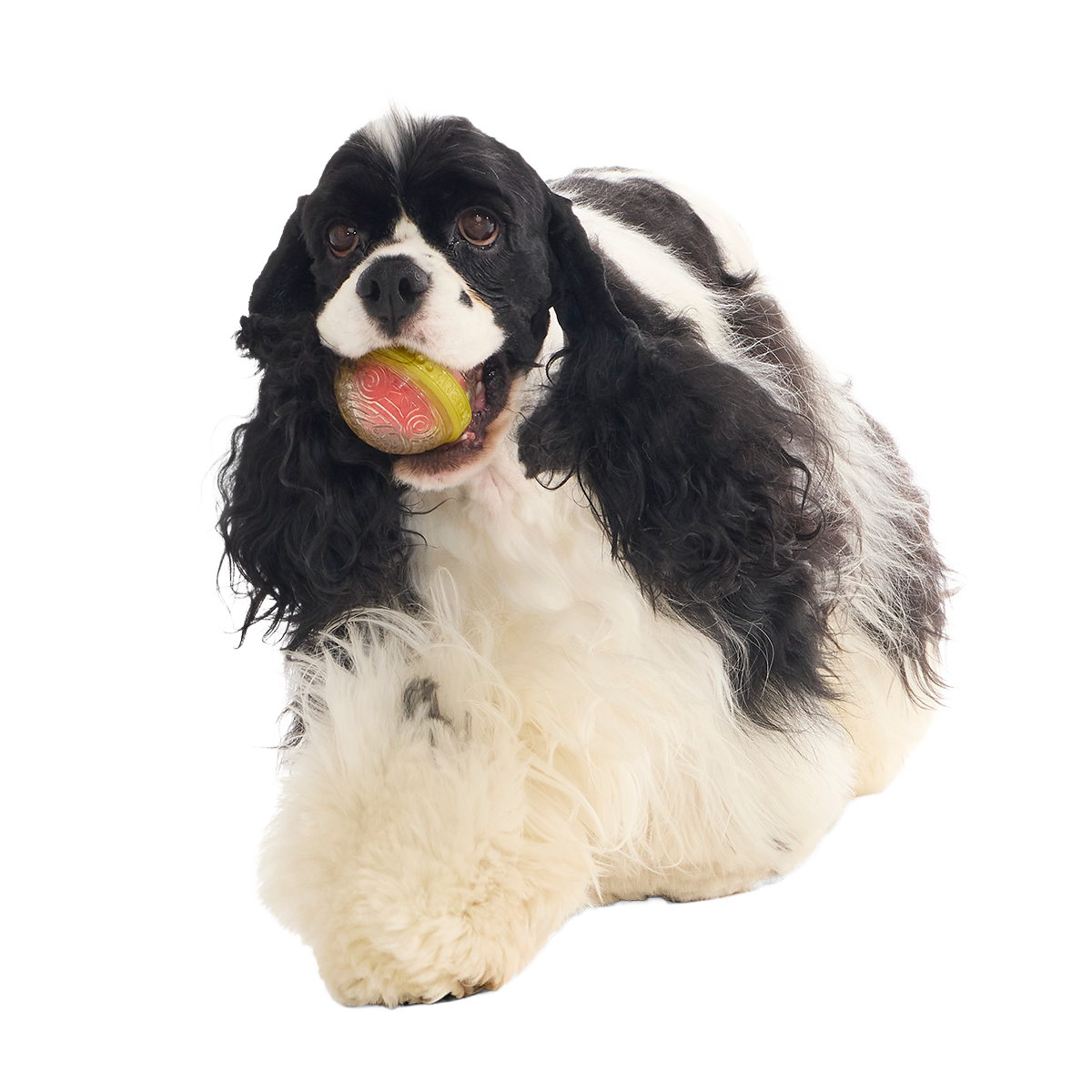 Remembrall™ Super Chewer Durable Fetch Dog Toy