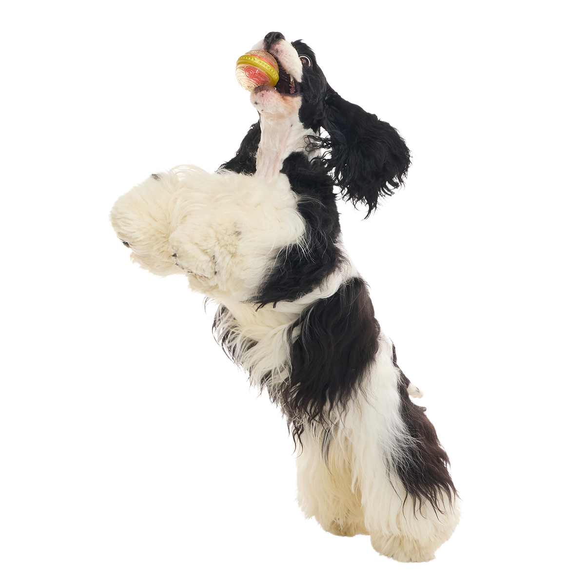 Remembrall™ Super Chewer Durable Fetch Dog Toy